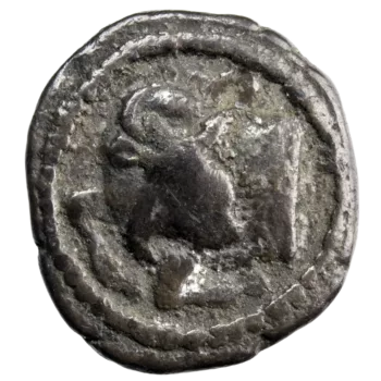 Macédoine Acanthe tetrobole